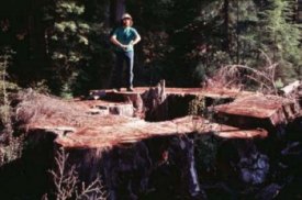 Redwood Stump